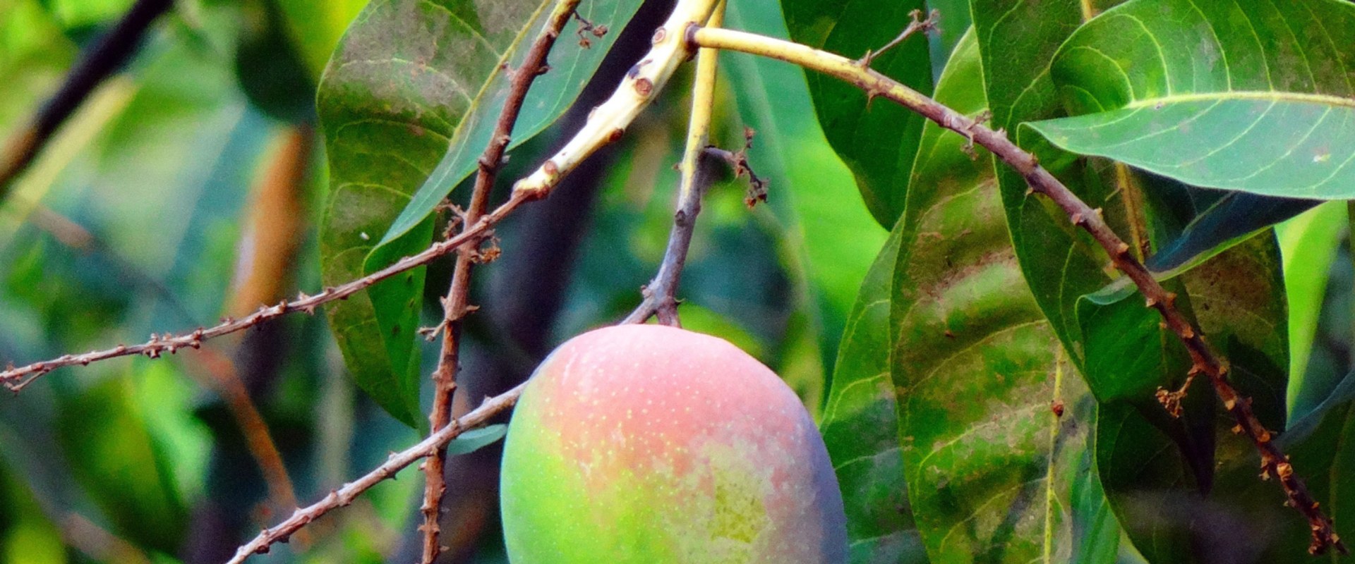 How Long Do Wholesale Raw Mangoes Last?