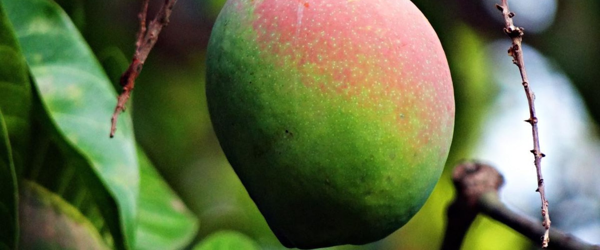 Are Raw Mangoes Safe to Handle and Consume Wholesale?