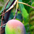 How Long Do Wholesale Raw Mangoes Last?