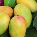How to Tell if a Wholesale Raw Mango is Ripe