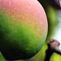 Are Raw Mangoes Safe to Handle and Consume Wholesale?