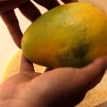How to Ripen a Mango Quickly: Expert Tips