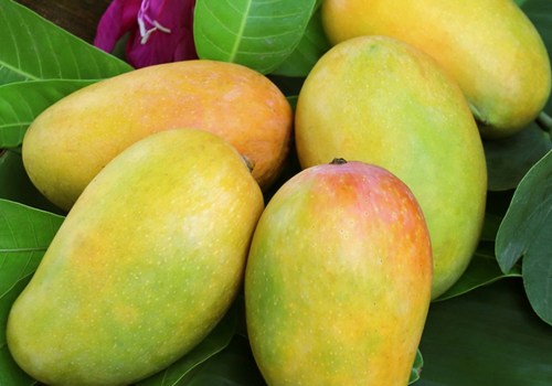 Are Wholesale Raw Mangoes Available All Year Round?